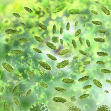 3D Illustration von Bakterien